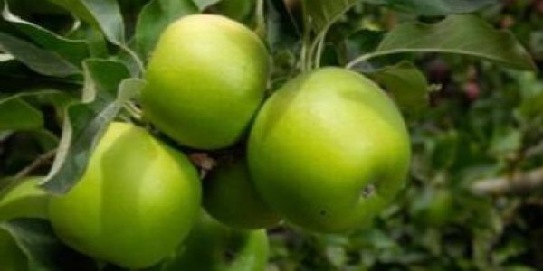 Granny Smith